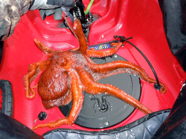 Rob finds a red octopus, Lifestyles