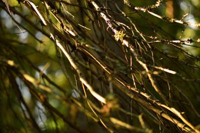 Lower dry spruce branches in the light of the bright morning sun in the abstract form of a plexus