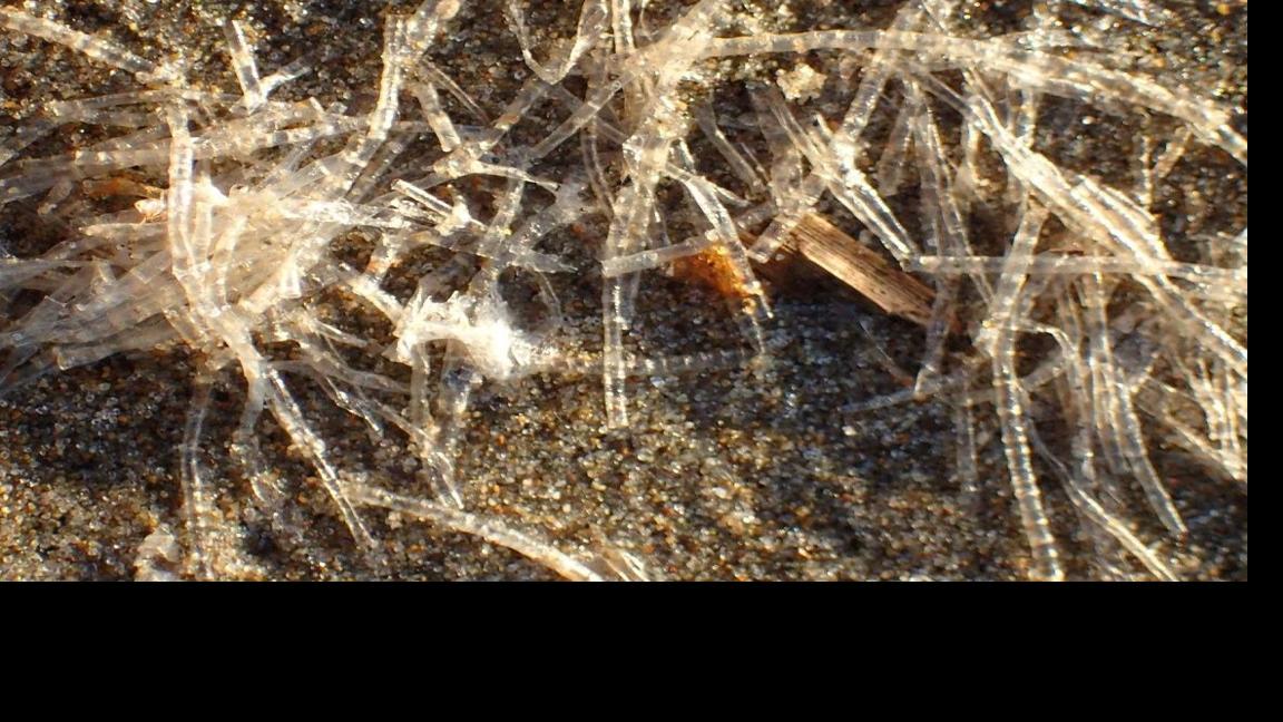 Cellophane Tube Worms Found At Sunset Bay Lifestyles Theworldlink Com How do you prevent worms? cellophane tube worms found at sunset