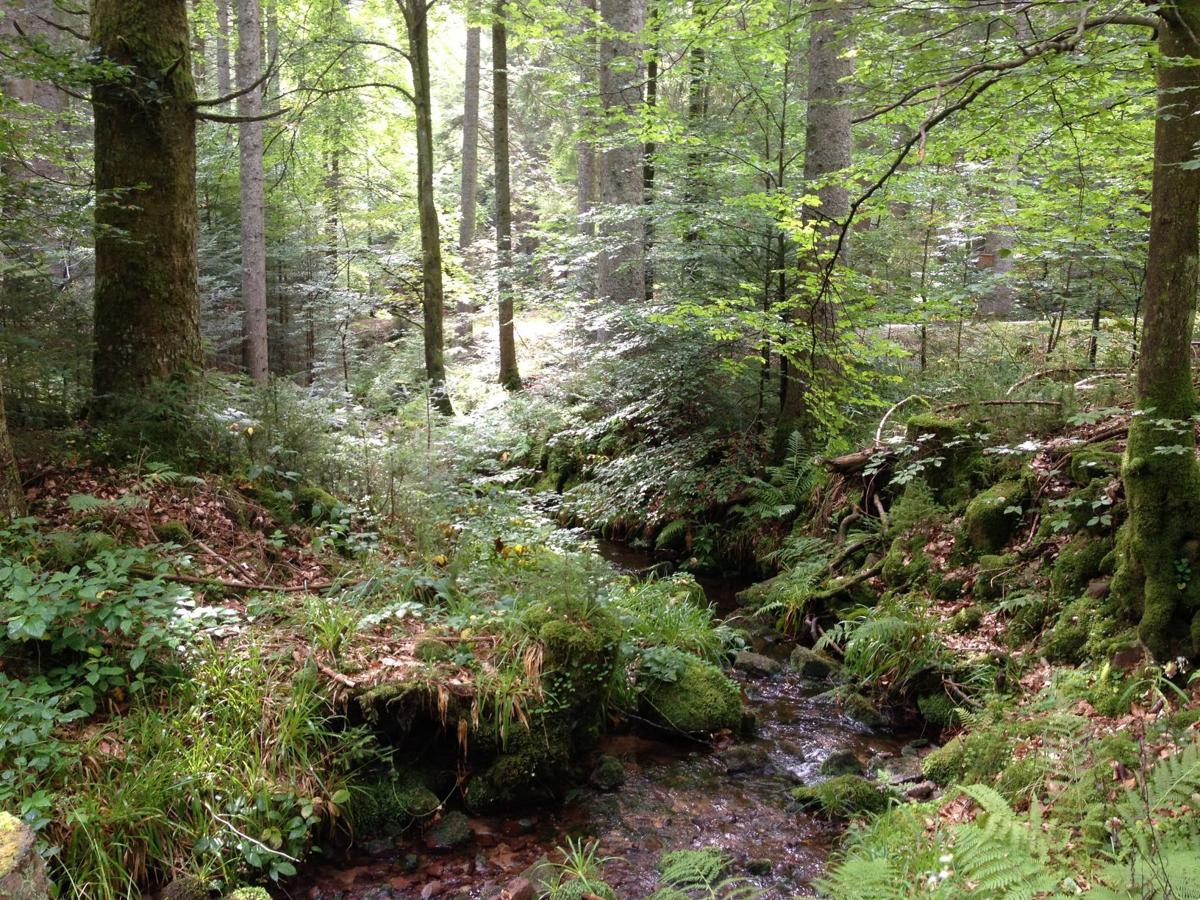 Germany S Black Forest Dark Woods And Mushrooms Lifestyles Theworldlink Com