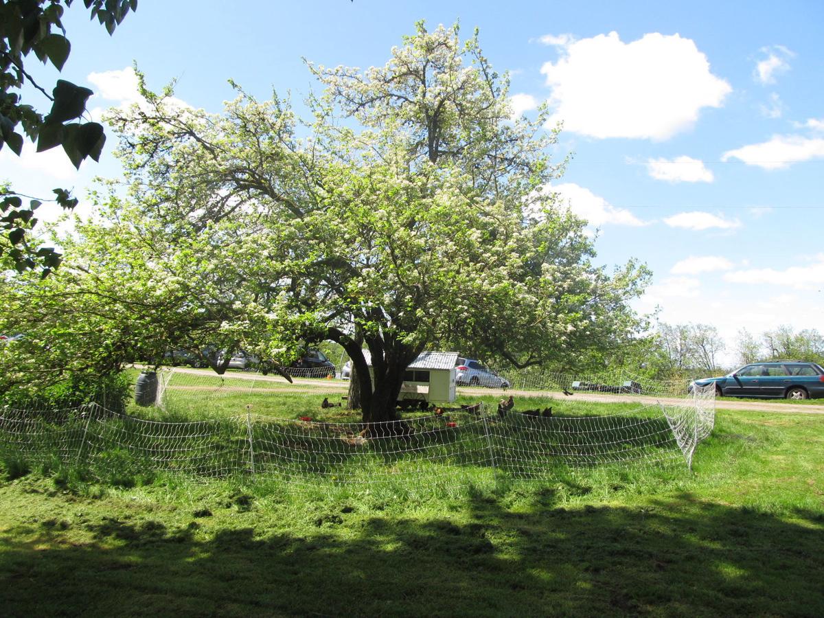 GeerCrest Orchard gets Oregon Heritage Tree dedication | Lifestyles ...