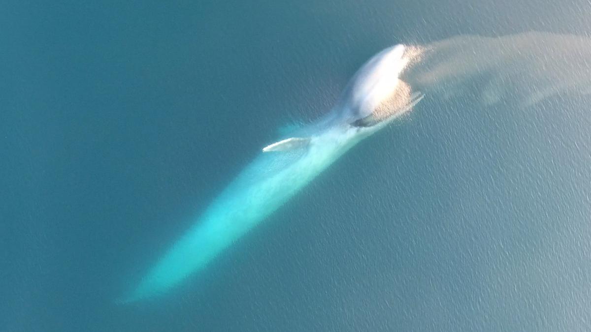 blue whales employ strategy before feeding recreation chicago light show 2017