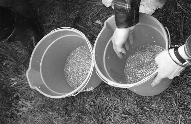 As I See It Fish Hatchery Opens Bandon News Theworldlink as-i-see-it-fish-hatchery-opens-bandon-news-theworldlink