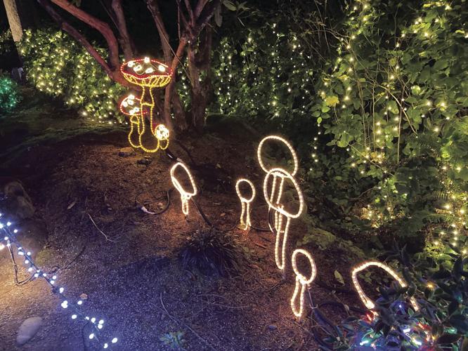 Photos Shore Acres lights up for the holidays Local News