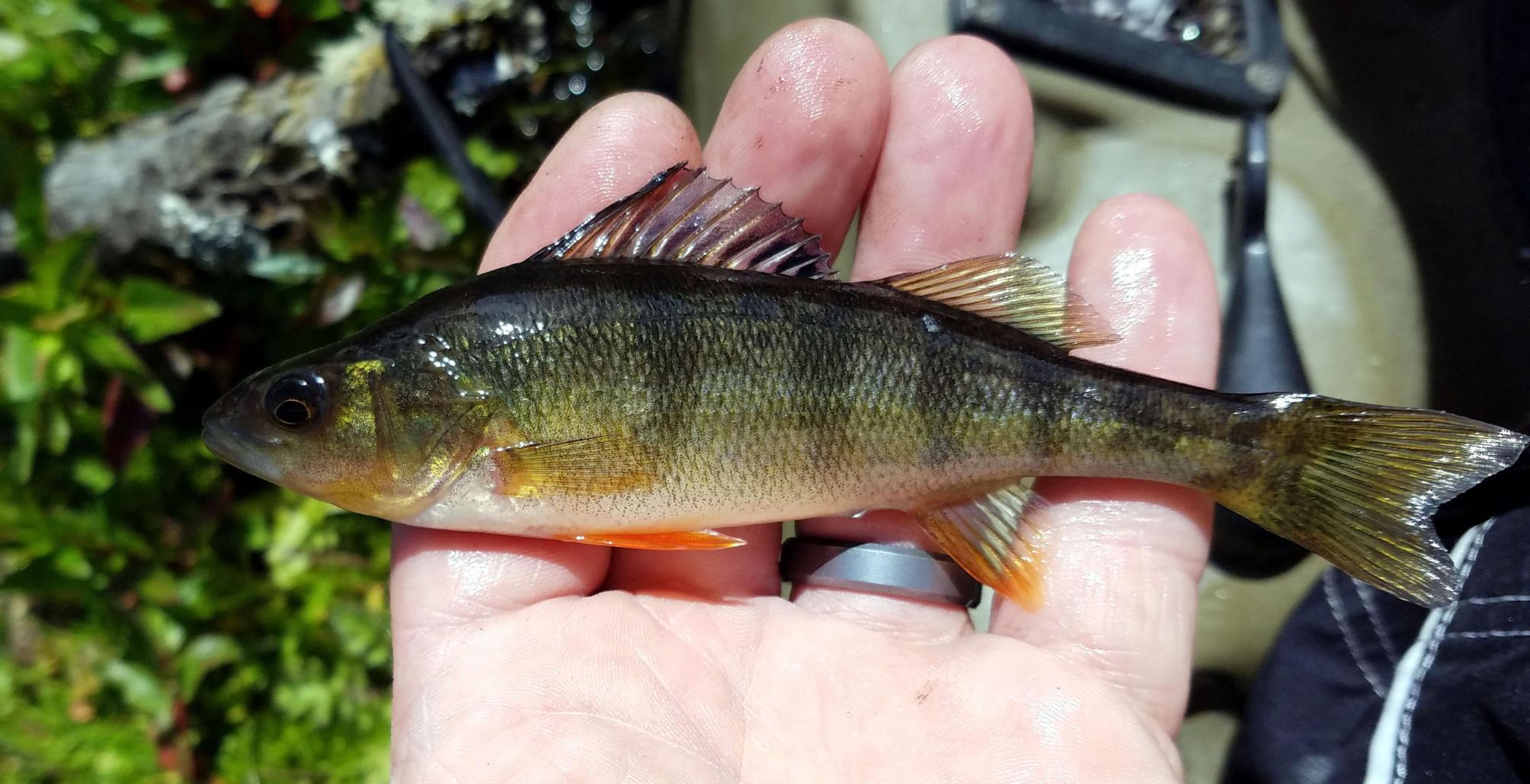 Yellow perch tasty freshwater critters Lifestyles