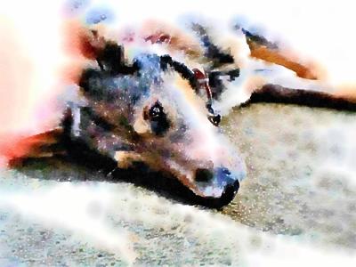 Art Float Fundraiser For Coos County Animal Shelter Oct 20