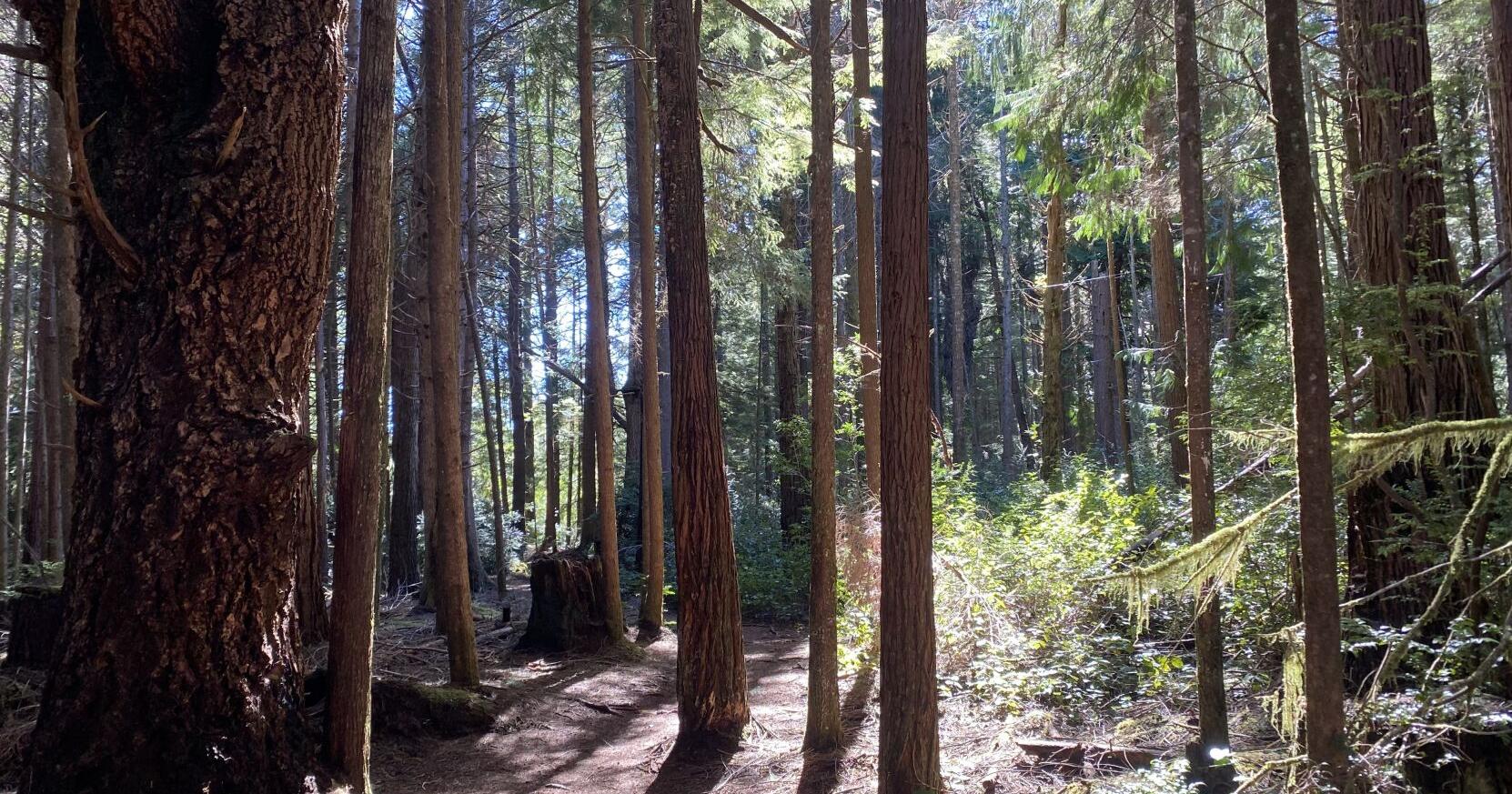 Trail Report: South Slough Estuary Loop - Vimarsana News