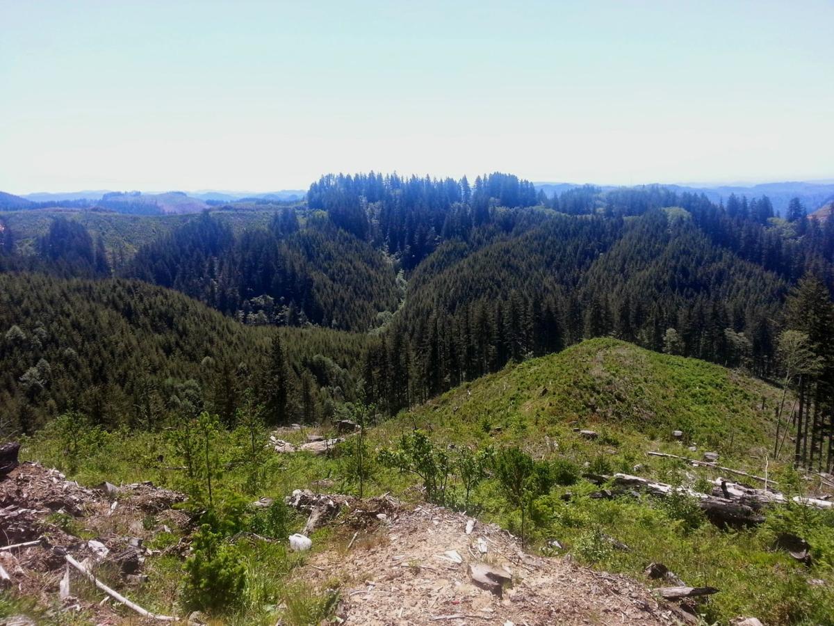 State Leaders To Hold Elliott State Forest Forum Thursday Local News Theworldlink Com