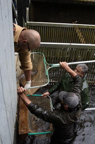 Ryan Couture, Hatchery Coordinator grabbing a male salmon ready for spawning.jpg