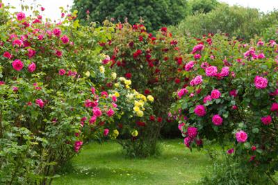 Win A Rose Bush Plant From Local Club Lifestyles Theworldlink Com