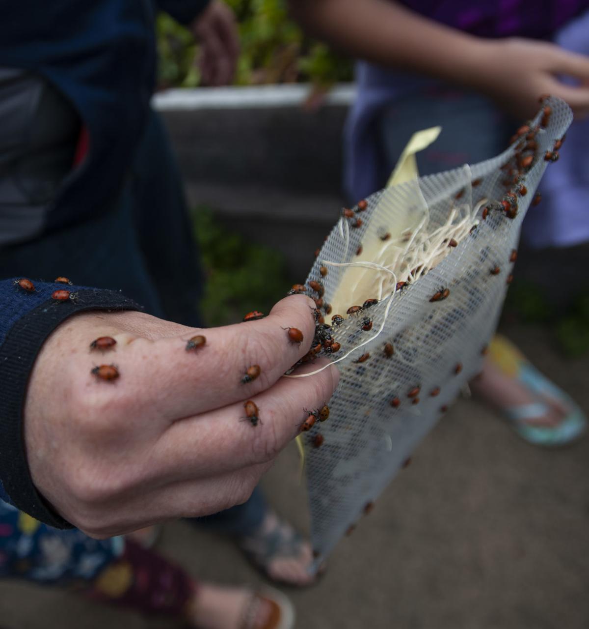 Kids release 15,000 ladybugs into Lady Bug Landing community garden