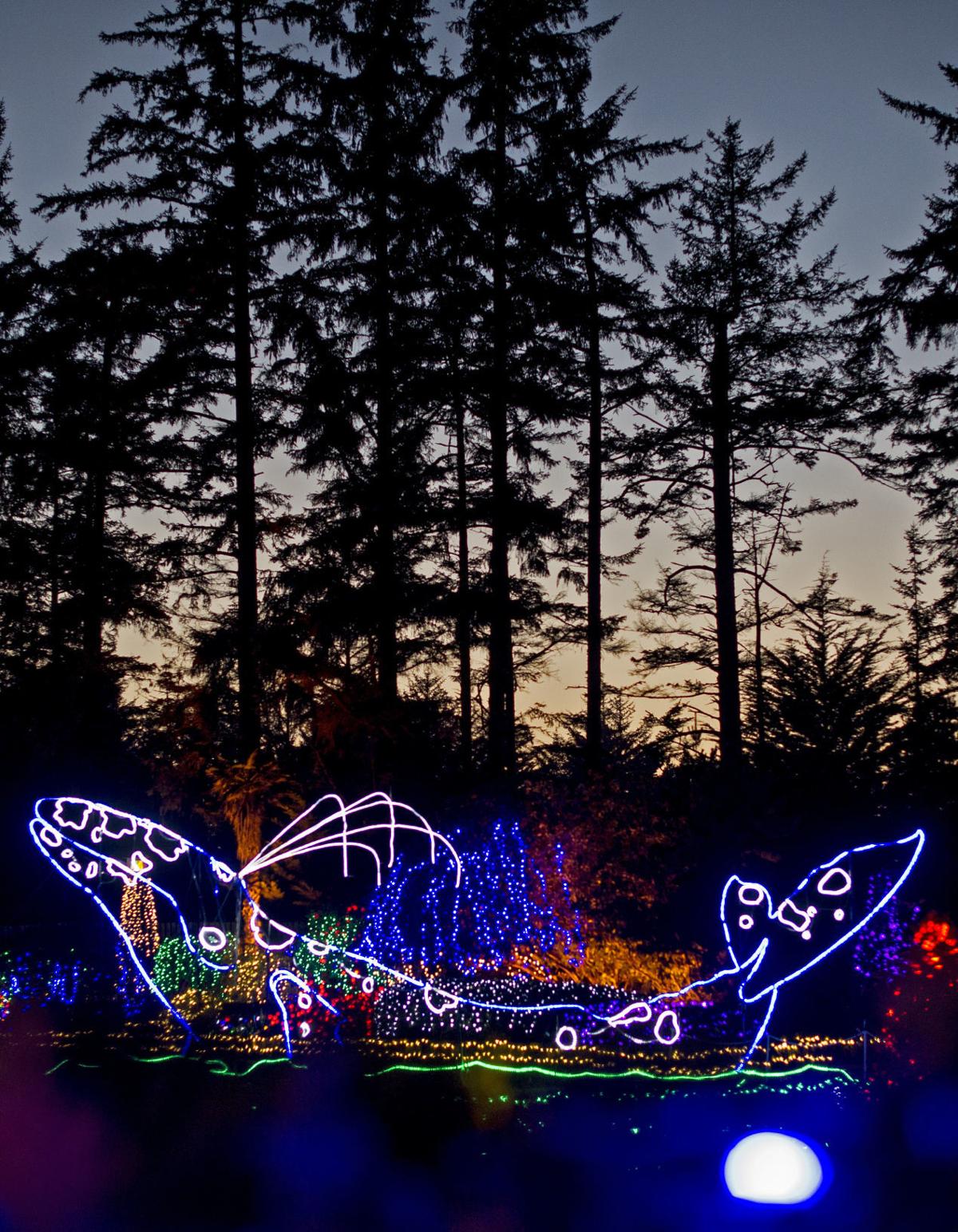 Holiday Lights at Shore Acres Local News