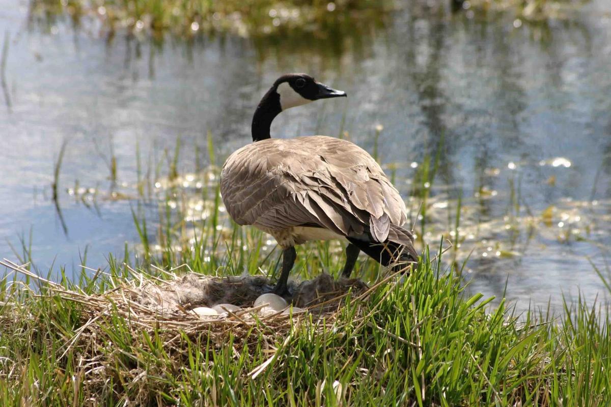 Photo proof, geese can nest in trees Outdoors