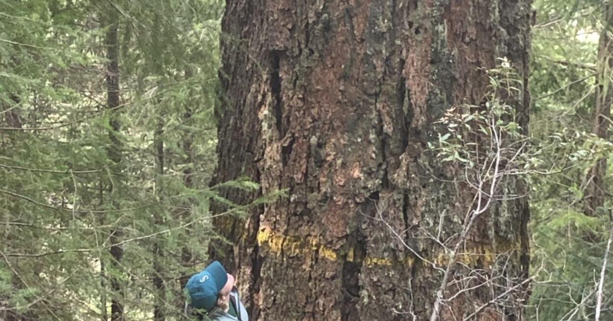 Extinct Timber Court: Approval of old-growth timber sales in northern spotted owl ...