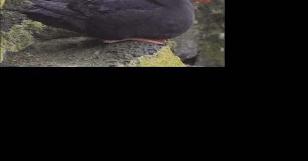 A Species in Rapid Decline: New Efforts to Recover the Tufted Puffin - Vimarsana News
