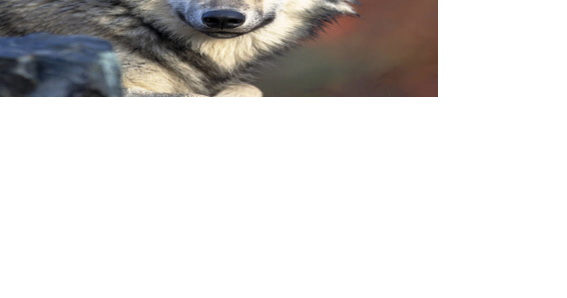 New Research: How wild wolves may be key in improving domestic dogs' health - Vimarsana News