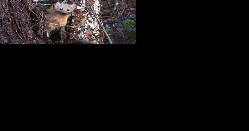 Conservation group threatens to sue Forest Service - Vimarsana News