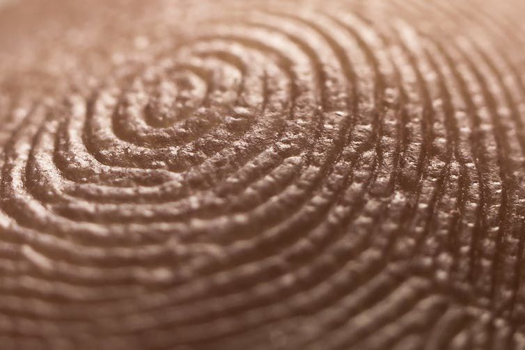 Curious Kids How do we get our unique fingerprints? Science