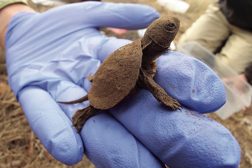 Tiny turtles take up residence at Oregon Zoo for summer growth spurt
