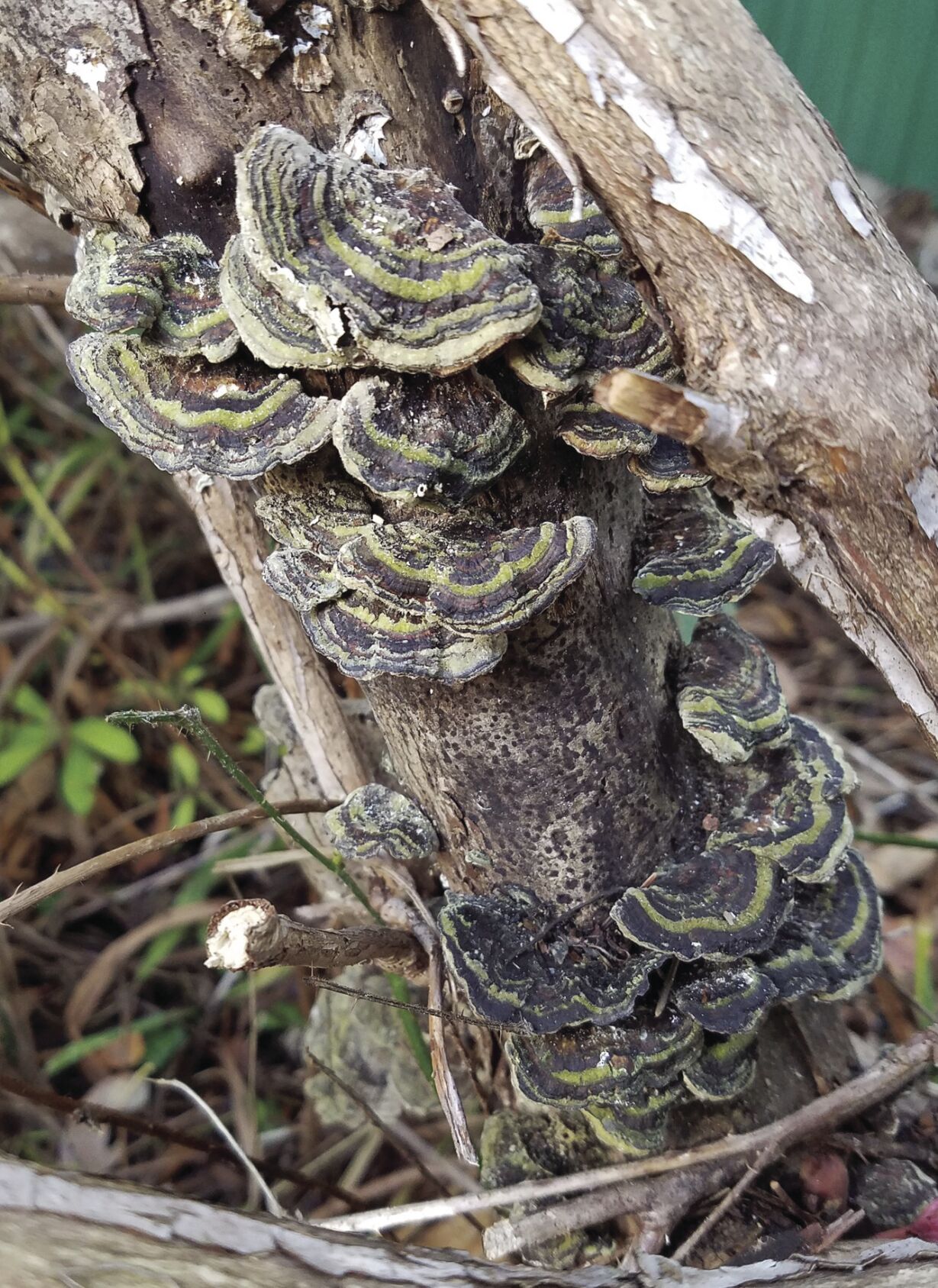 Nature Guide Journal: Fungi | Local News | theworldlink.com