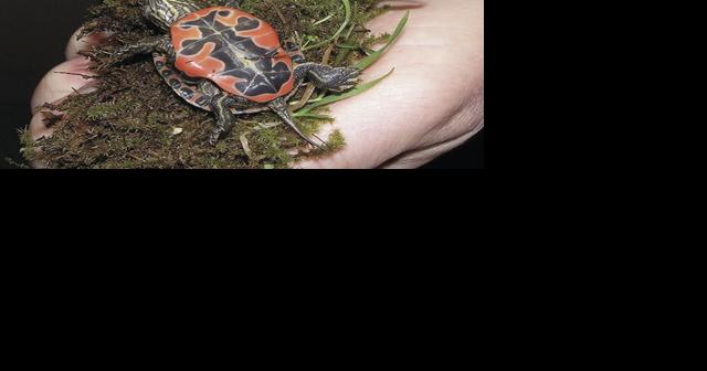 ODFW: The turtle you gave as a gift might have been illegally trafficked - Vimarsana News