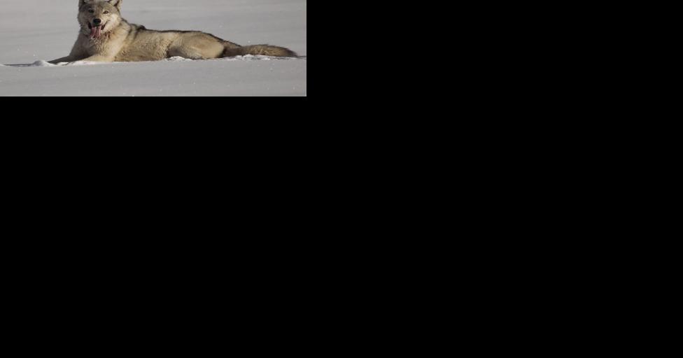 Column: Wolf hate on the rise in the West, with ranchers often in driver's seat | Opinion - Vimarsana News
