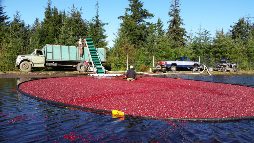 Visit a local working cranberry farm Lifestyles theworldlink