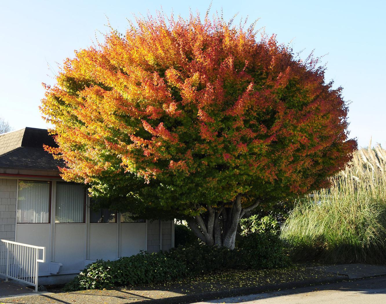 Consider trees with colorful leaves for the yard | Lifestyles