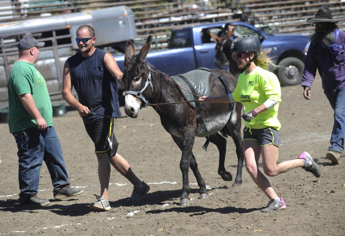 Donkey Baseball Photo Collections