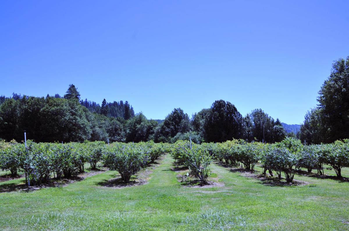 UPick season arrives along with warm summer days Local News