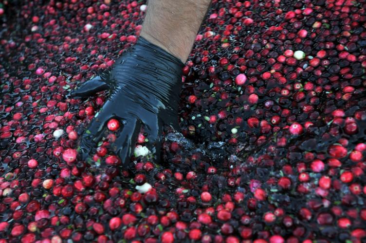 Cranberry harvest complete for most growers by Thanksgiving Bandon