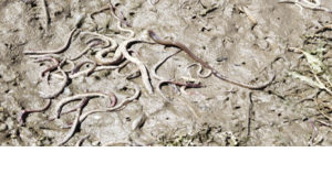 State seeks $27.6 million from southern Oregon dam operators over massive fish kill - Vimarsana News