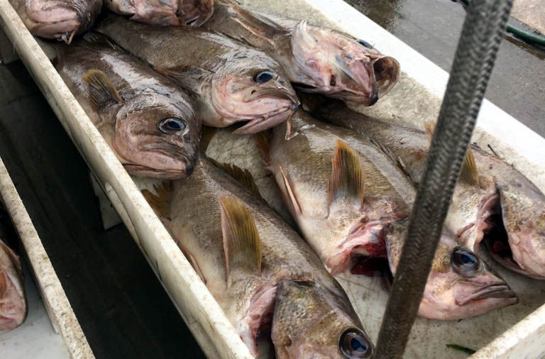 Yellowtail rockfish catch highspot Lifestyles
