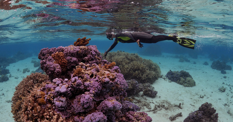 Oregon State scientists, collaborators say ocean biodiversity work needs improvement - Vimarsana News
