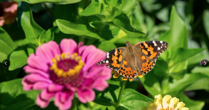 In the Garden: How to keep butterflies in your garden longer
