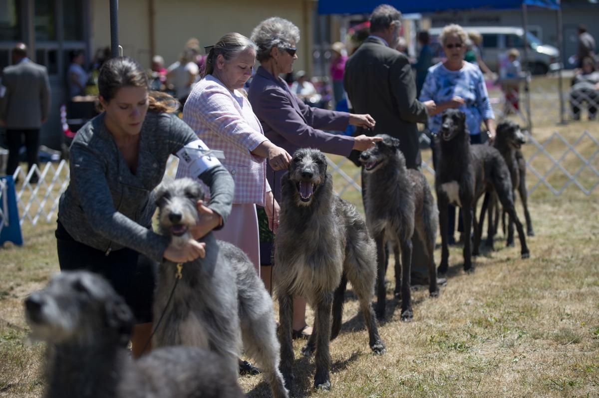 49th annual Coos Kennel Club Dog Show draws thousands to Bandon