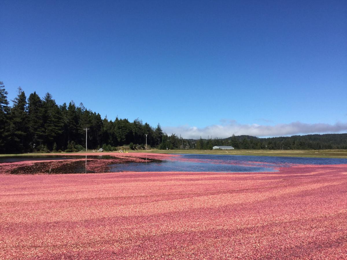 Oregon grower delivers first cranberries of the year News