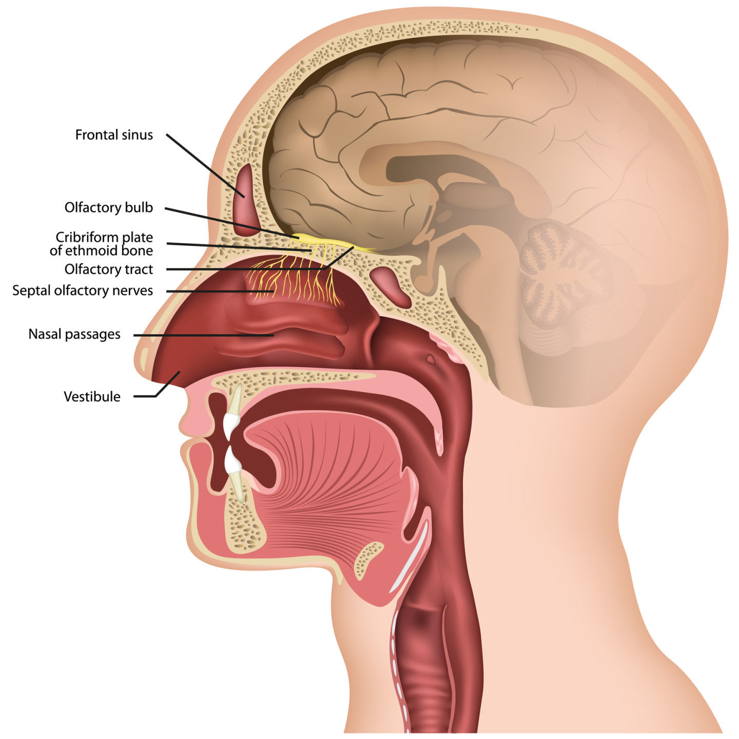 Sinusitis dizzy deals