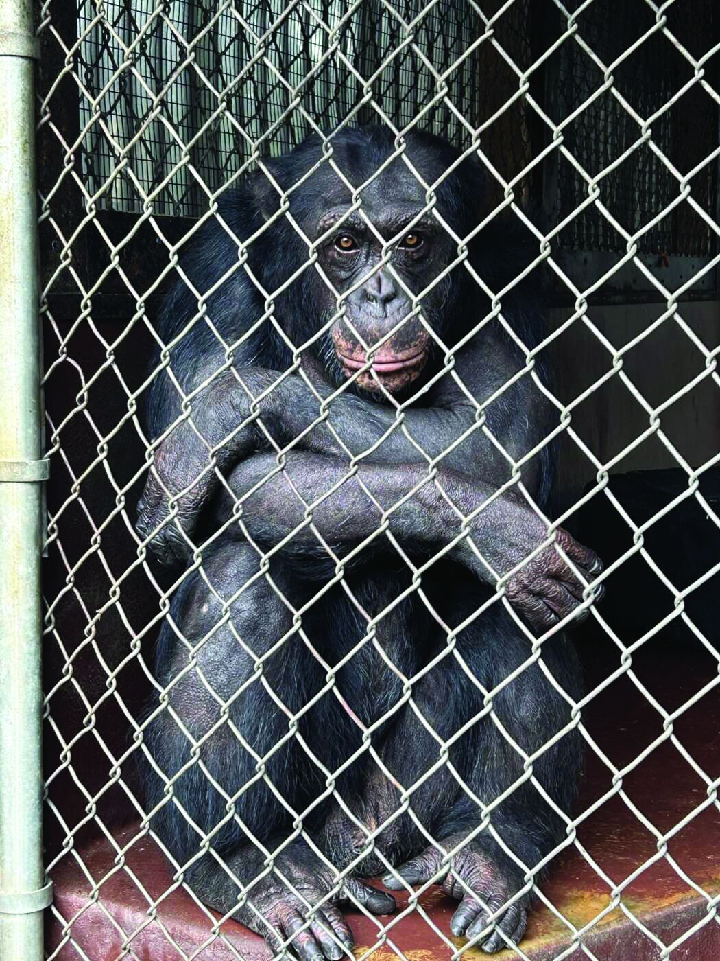 Criminal investigation leads to hundreds of animals seized