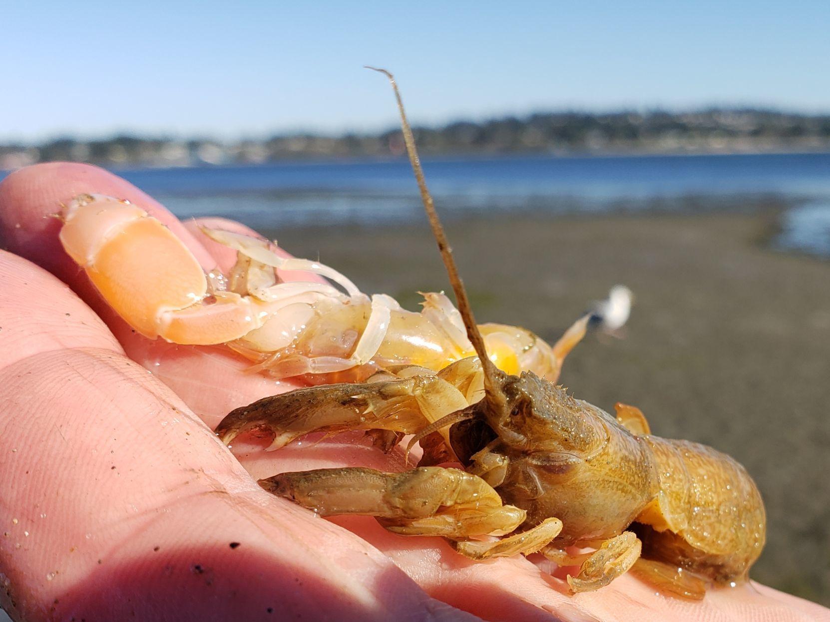 Sandshrimp harvest produces unusual find Outdoors