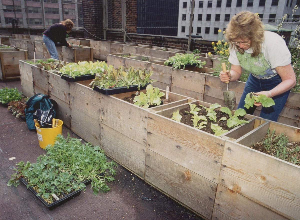 She Connects People With Their Food Neighbors Theworldlink Com A Younger Jennifer Ewing Works At Rooftop Community Garden In 1993 Through The Rodale Institute To Benefit Homeless New York City