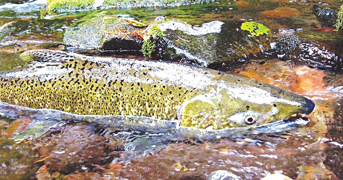 Studying descendants of hatchery salmon - Vimarsana News