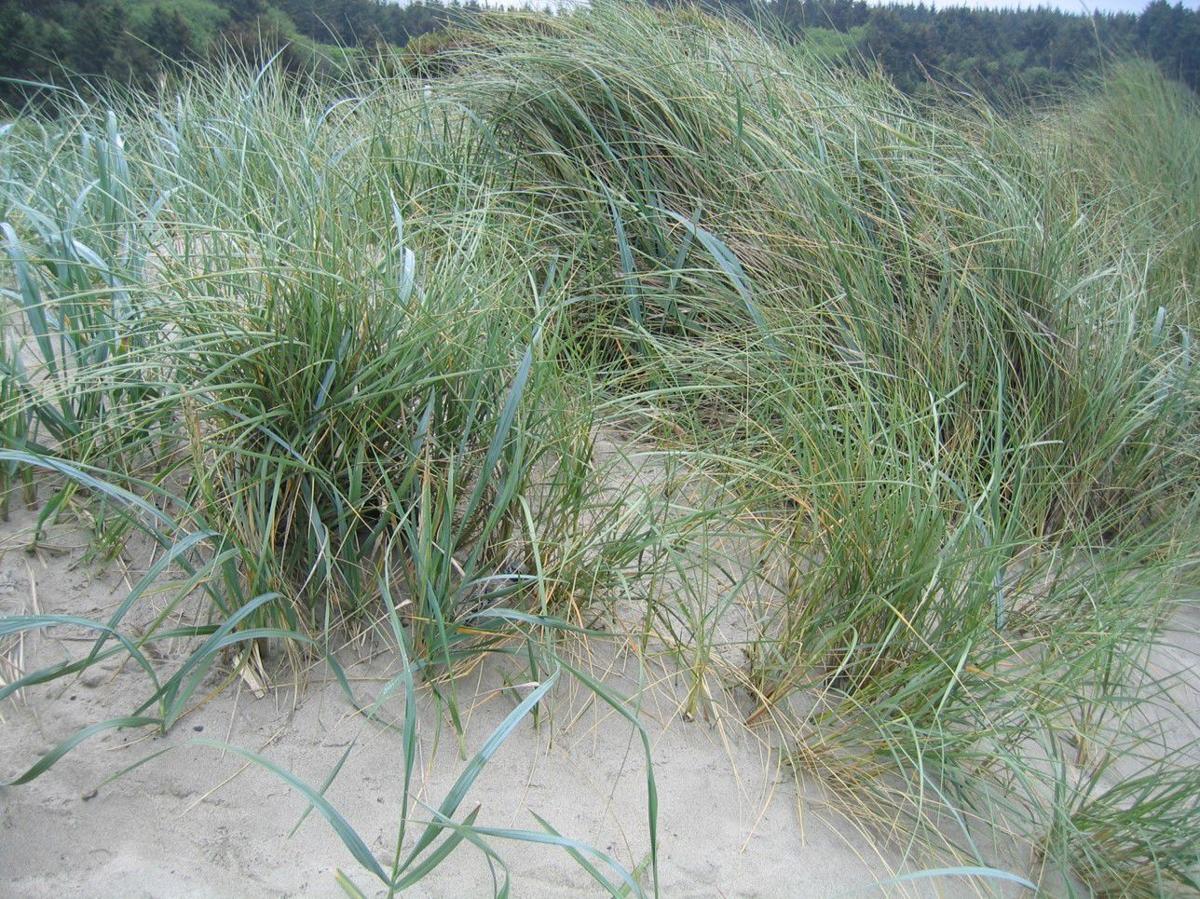 Explore The Highest Edge Of The Sandy Beach Theworldlink Com