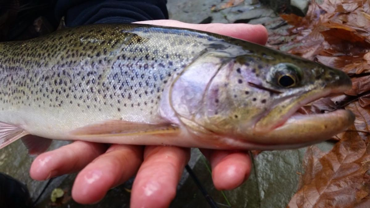 Cutthroat trout are being caught Lifestyles