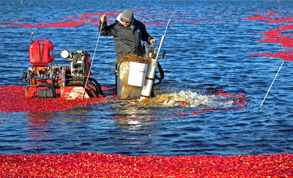 Cranberry harvest complete for most growers by Thanksgiving Bandon