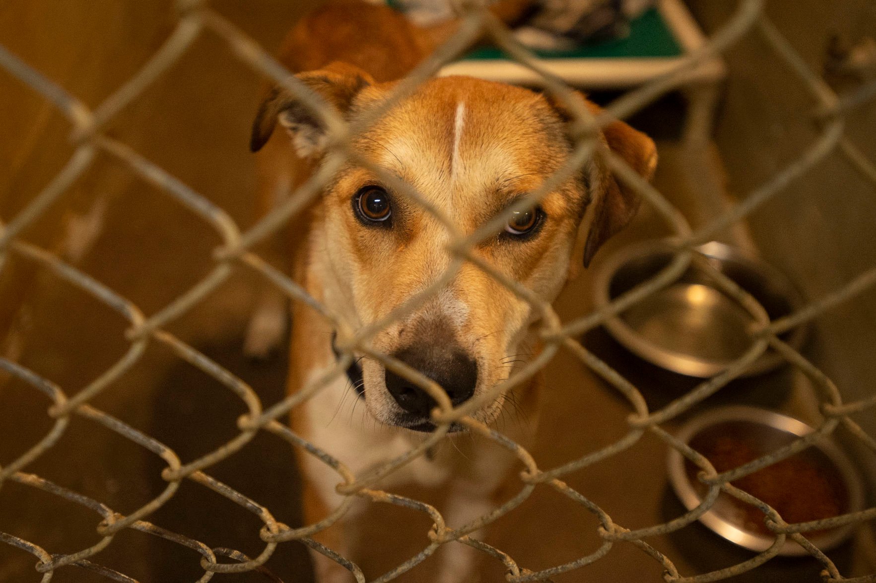 Coos County Sheriff’s Office restricts access to animal shelter; pets ...