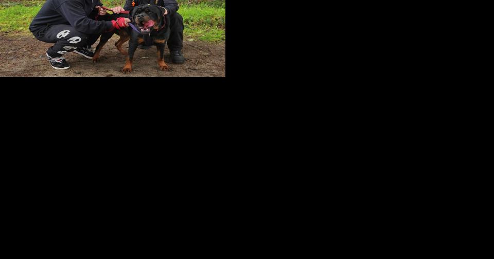 Fire and Rescue save puppy from hairy situation - Vimarsana News