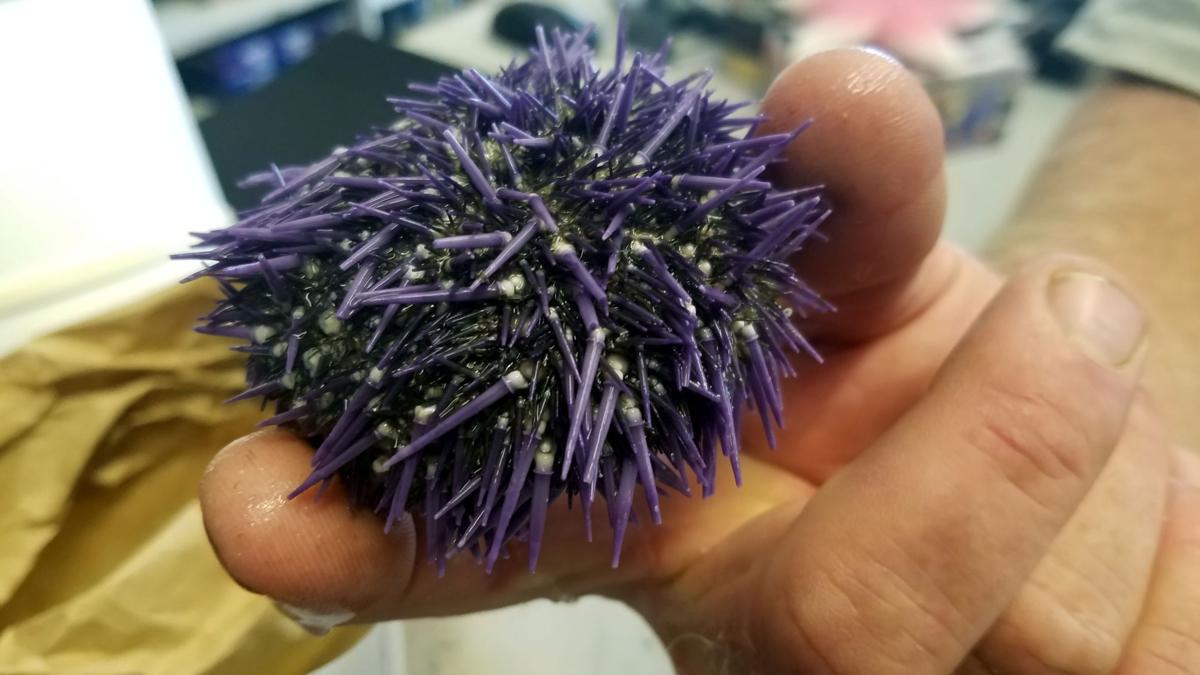Sea urchins are classified as shellfish Lifestyles