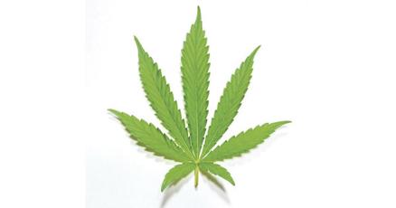 Study: Cannabis use more common in young adults who are not in college where legal - Vimarsana News