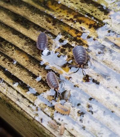 woodlice woodlouse theworldlink coos bay uncovered nursery crustaceans juvenile dwelling soak several rain common recent land adult three